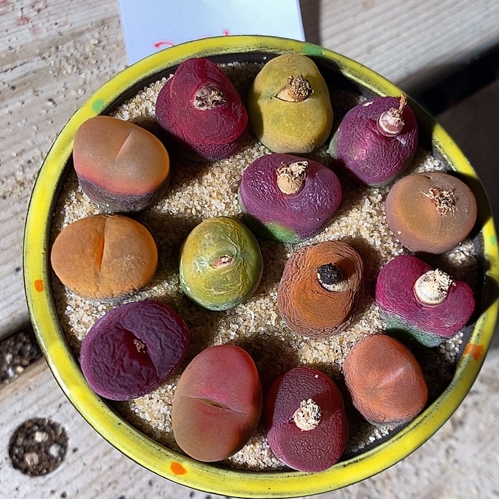 31347。  一组彩蟠桃。  