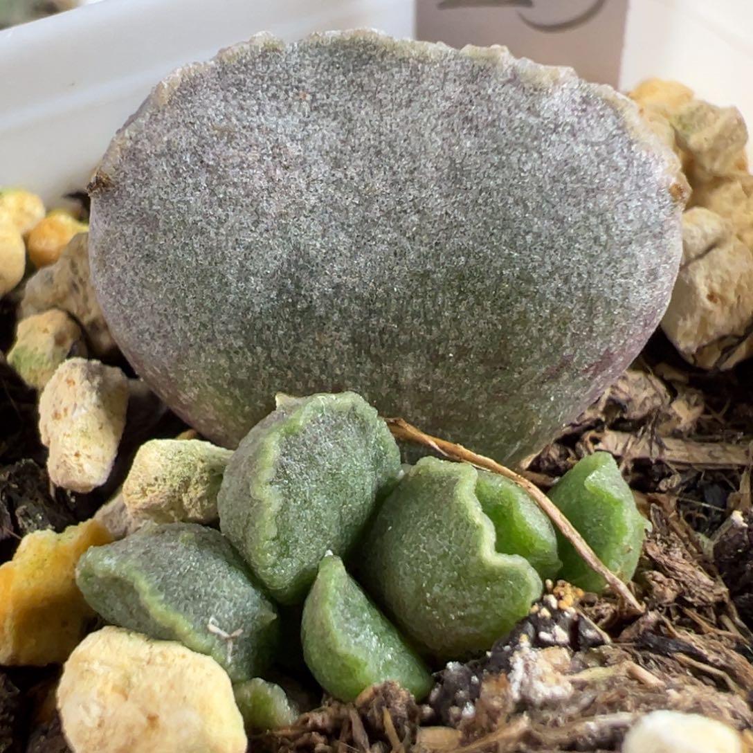 绿色系波浪边实生新品