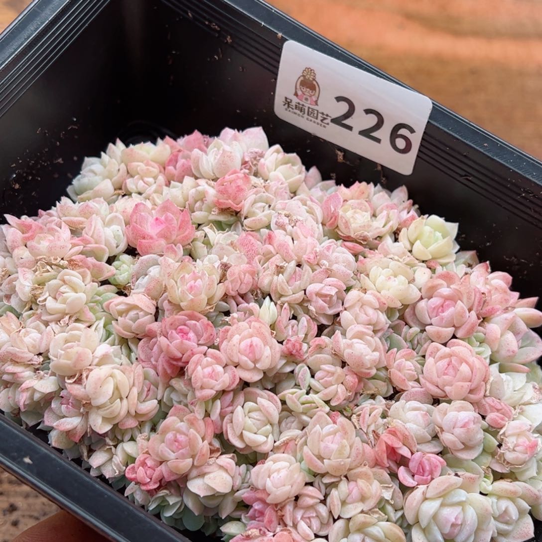 多肉植物多肉植物