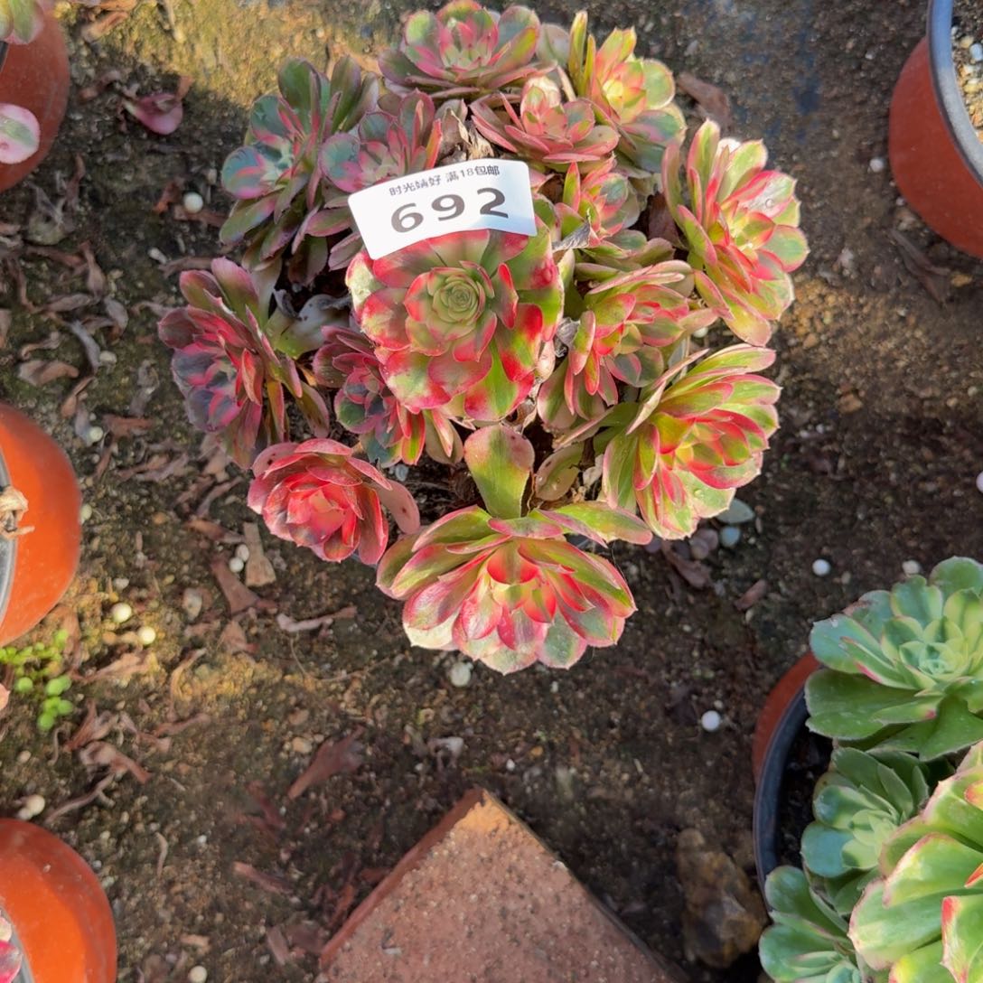 692荔枝。多肉植物