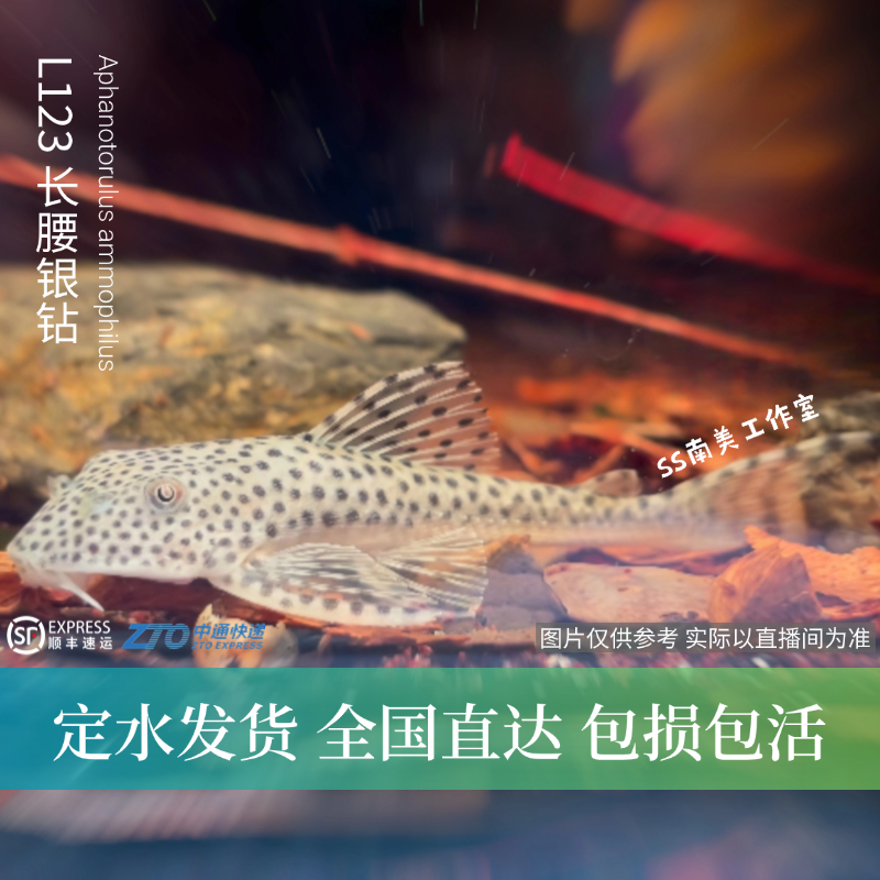 SS南美工作室 L123长腰银钻