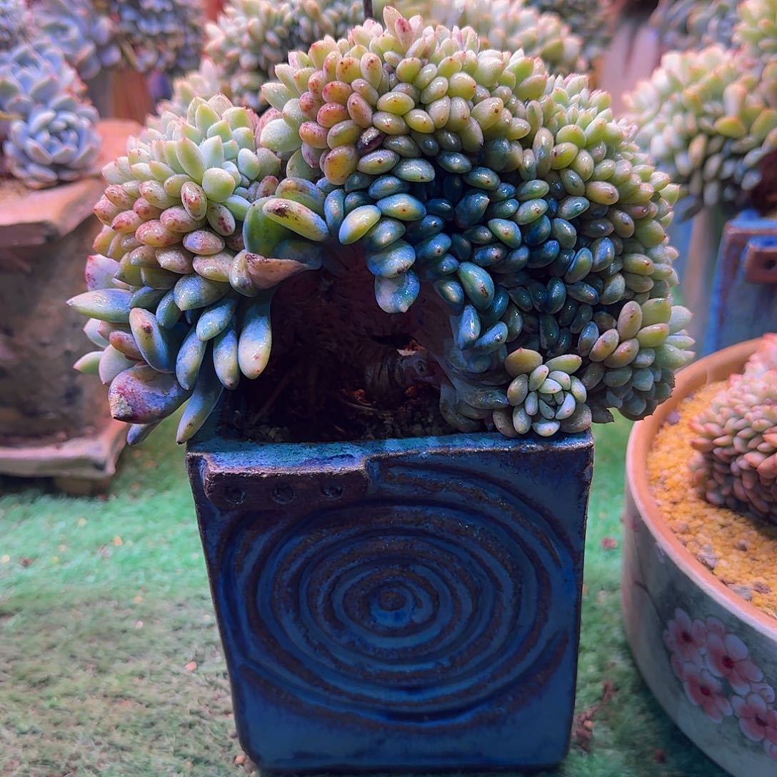 星影树缀无砍多肉