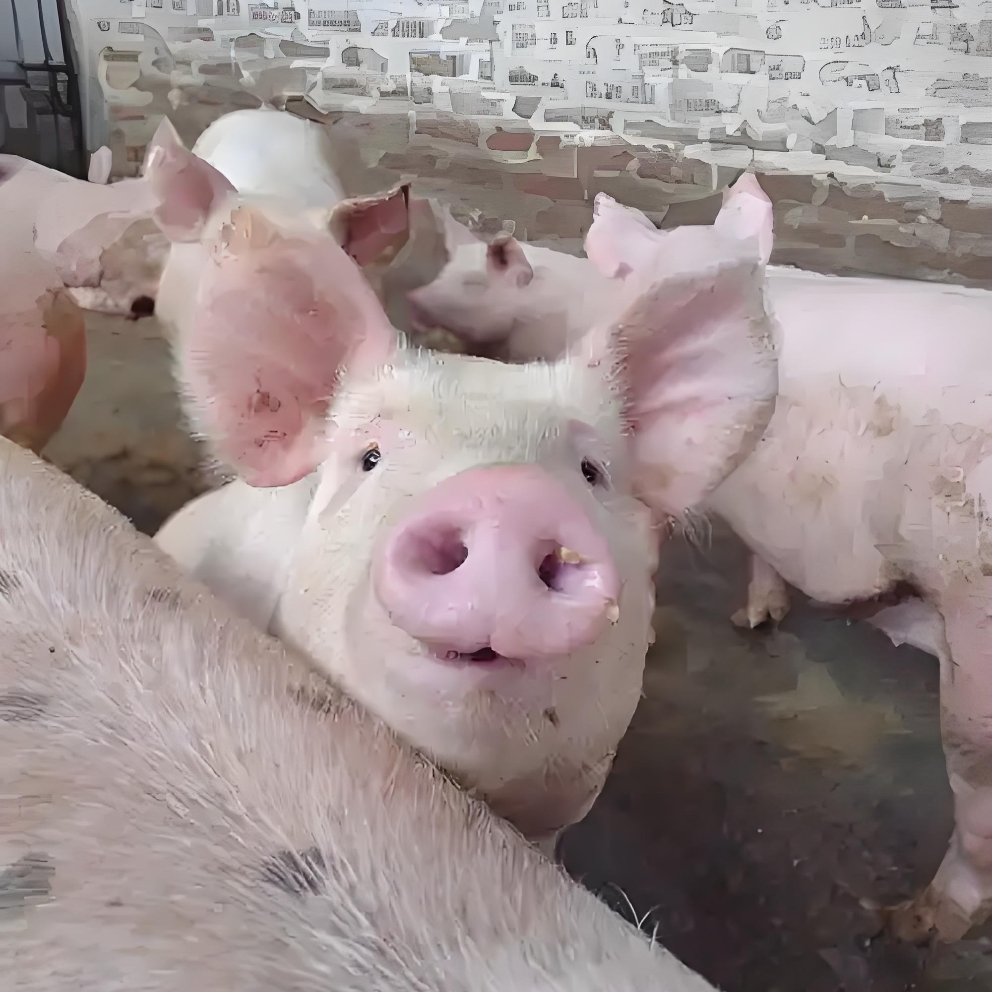 【土猪肉*补称专拍】农家熟食饲养土猪肉