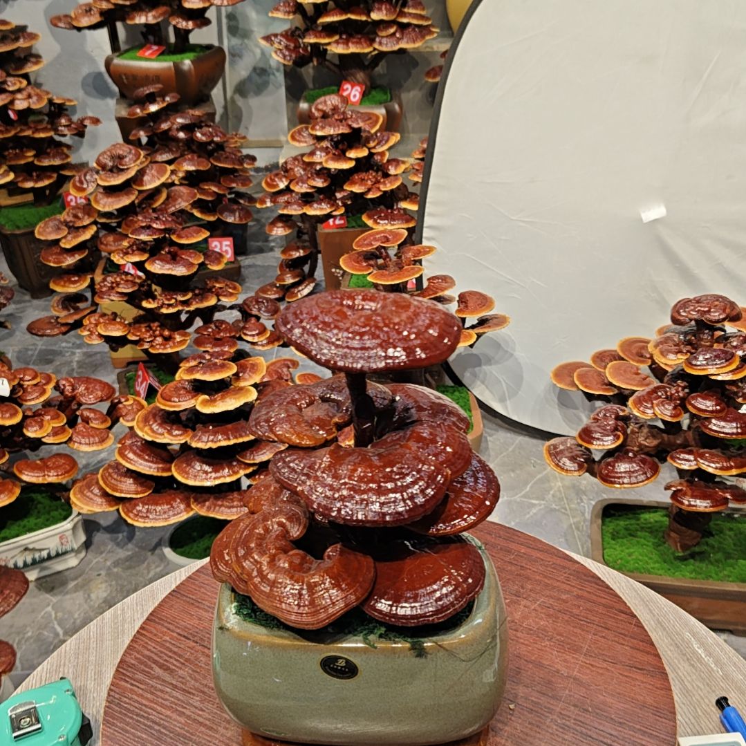 赤灵芝灵芝盆景灵芝花