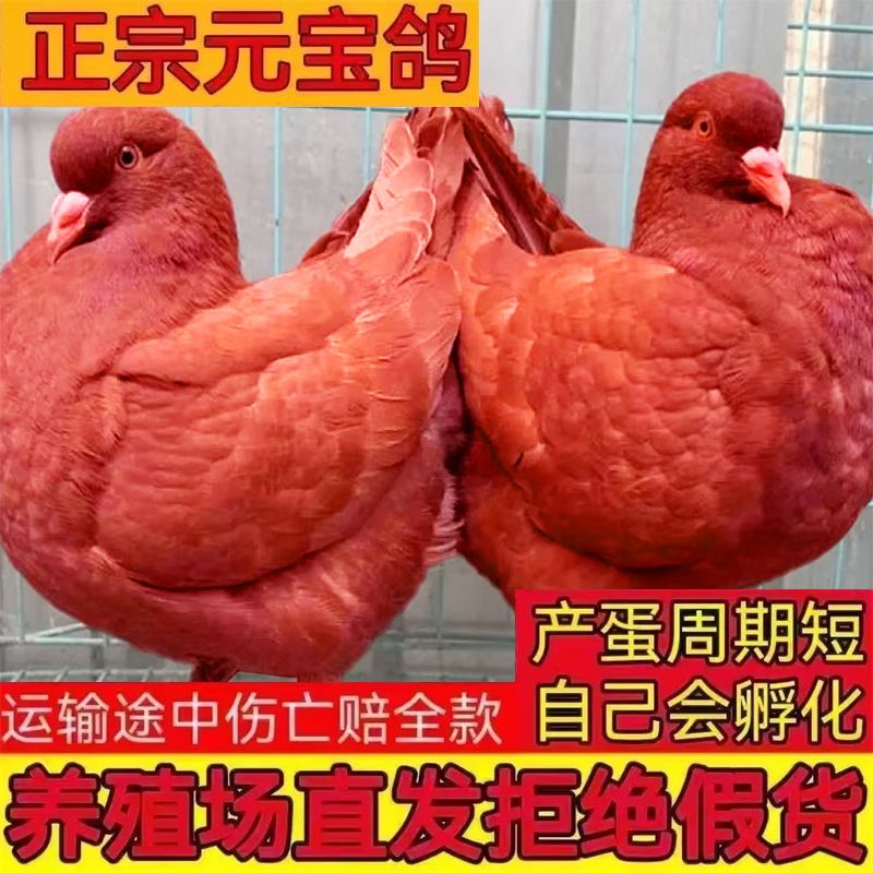 巨型纯种元宝鸽大体鸽子一对正宗种鸽活体家养宠物肉鸽包活包下蛋