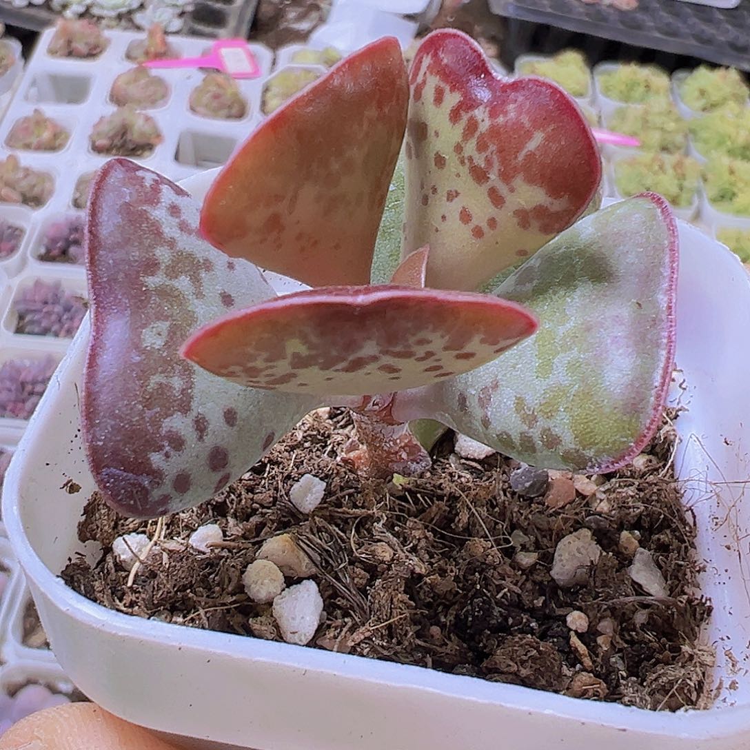 爱心水泡19包邮多肉