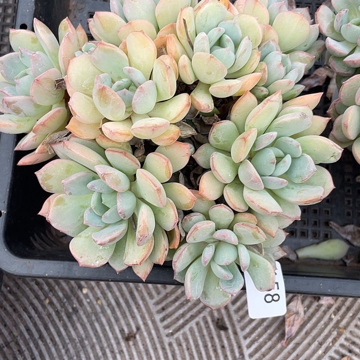 158。白桐花。    量拍