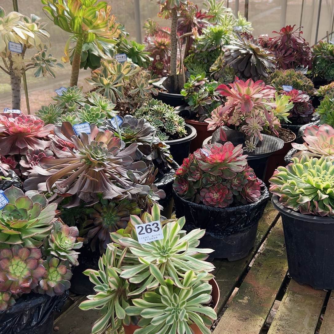 仙墨263多肉植物多肉植物
