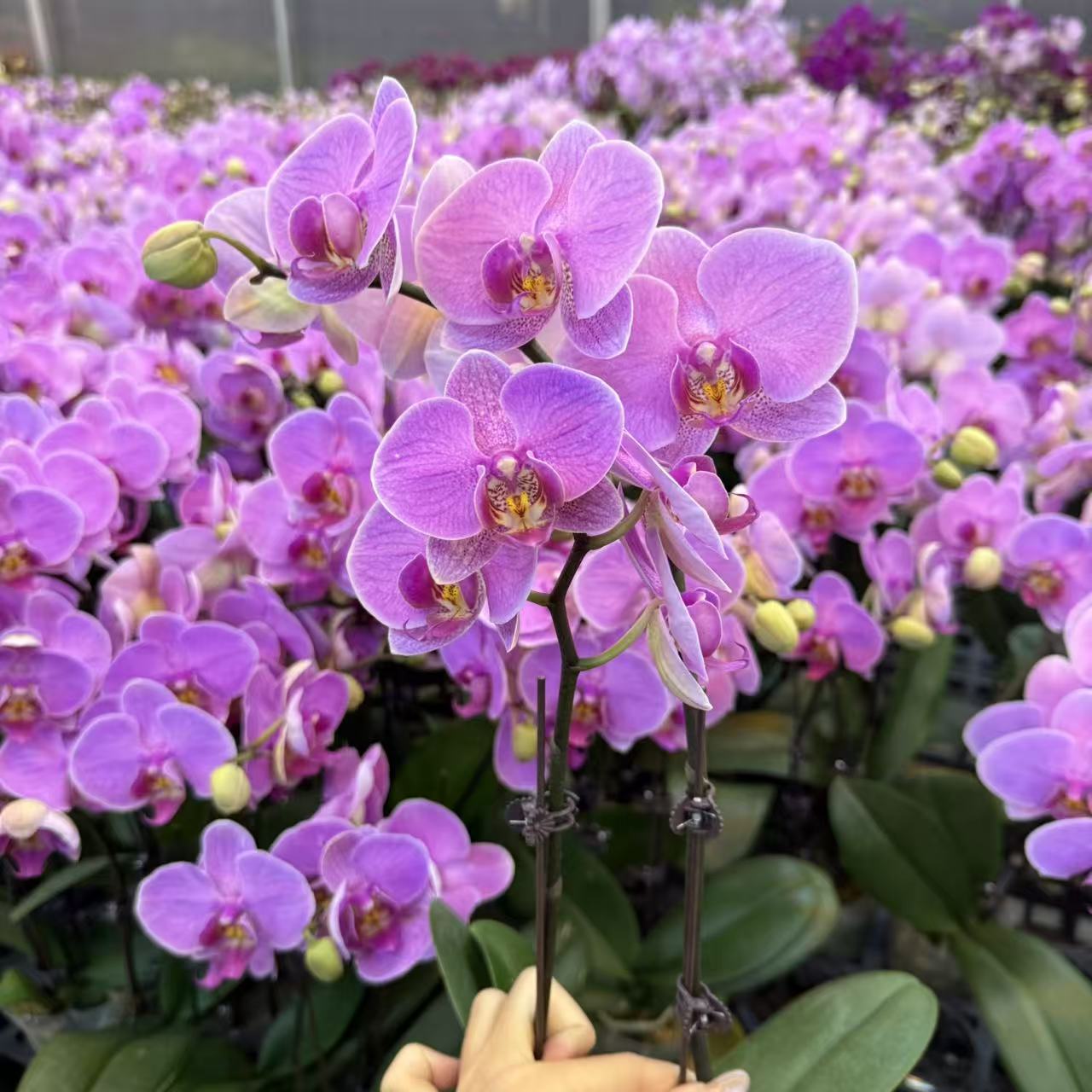 精选蝴蝶兰【明日之星 1】粉紫色系蝴蝶兰室内花卉绿植 基地直发