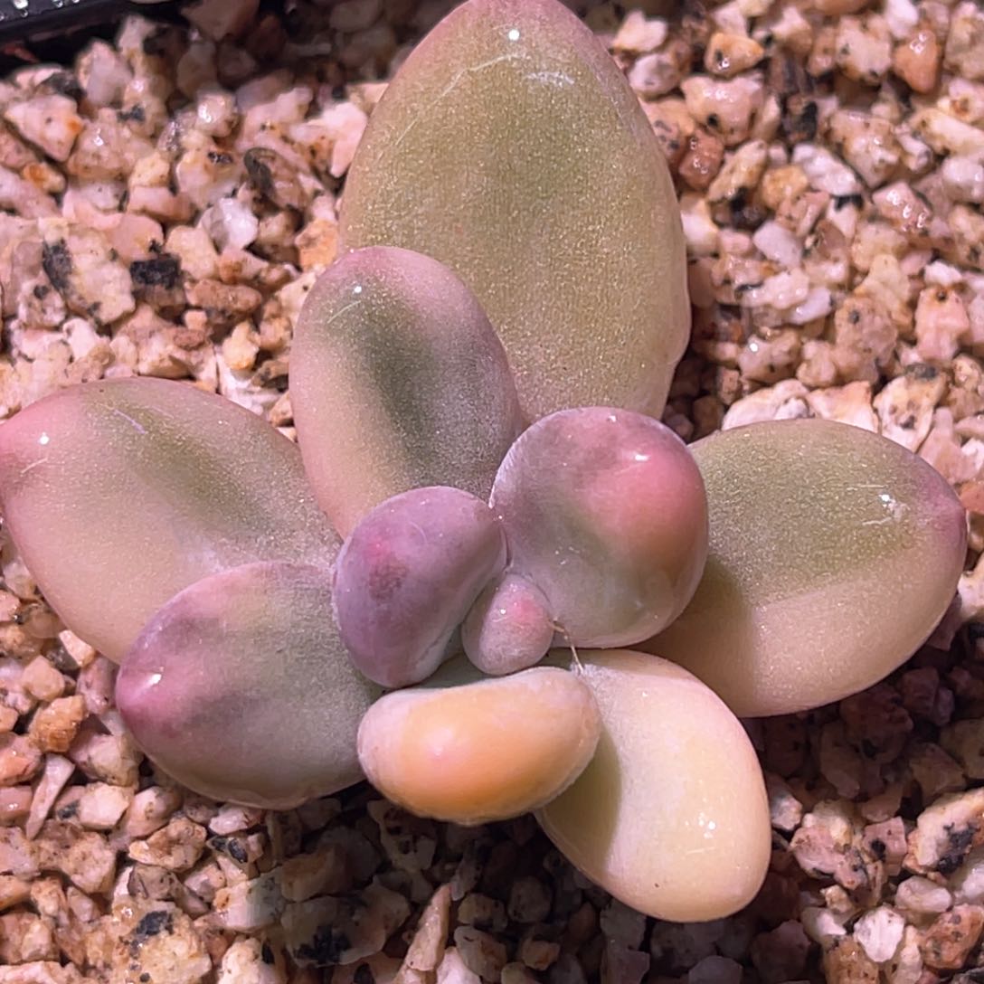 多肉特价优选奶酪锦头盖