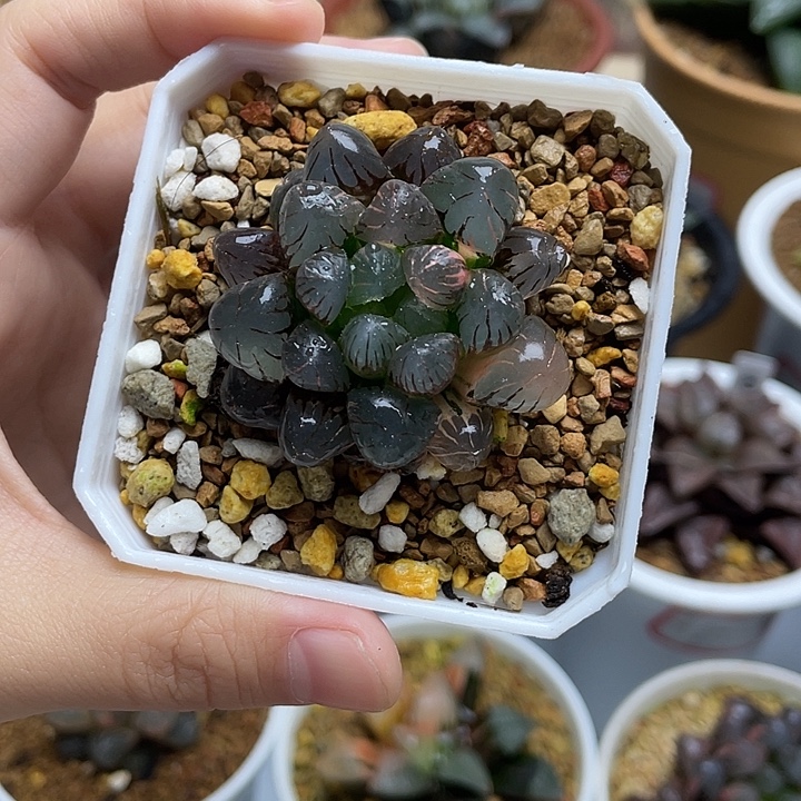 4 冰灯玉露锦十二卷多肉