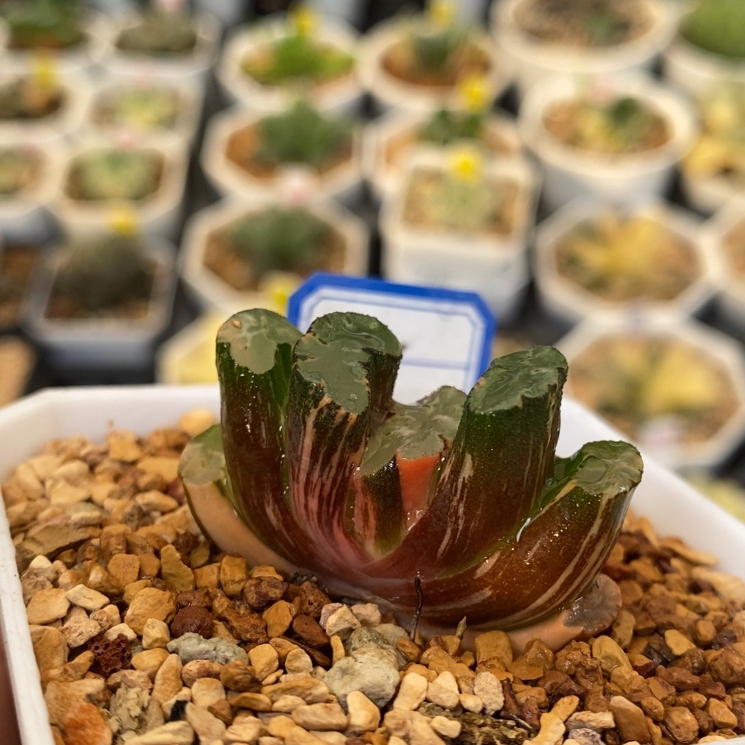 21号北斋玉扇锦多肉