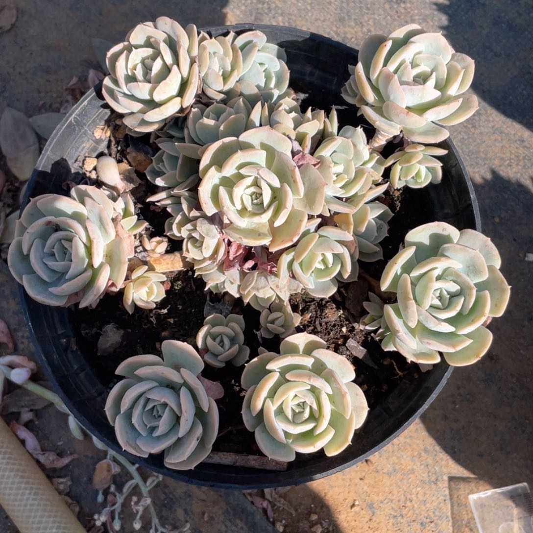 安娜玫瑰冠幅18 公分一物一拍