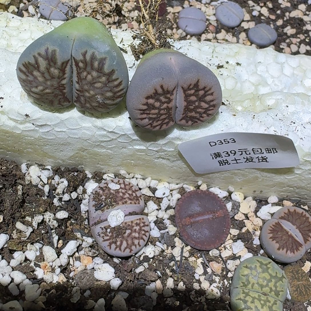 那***月353的呼呼呼哈喇是一