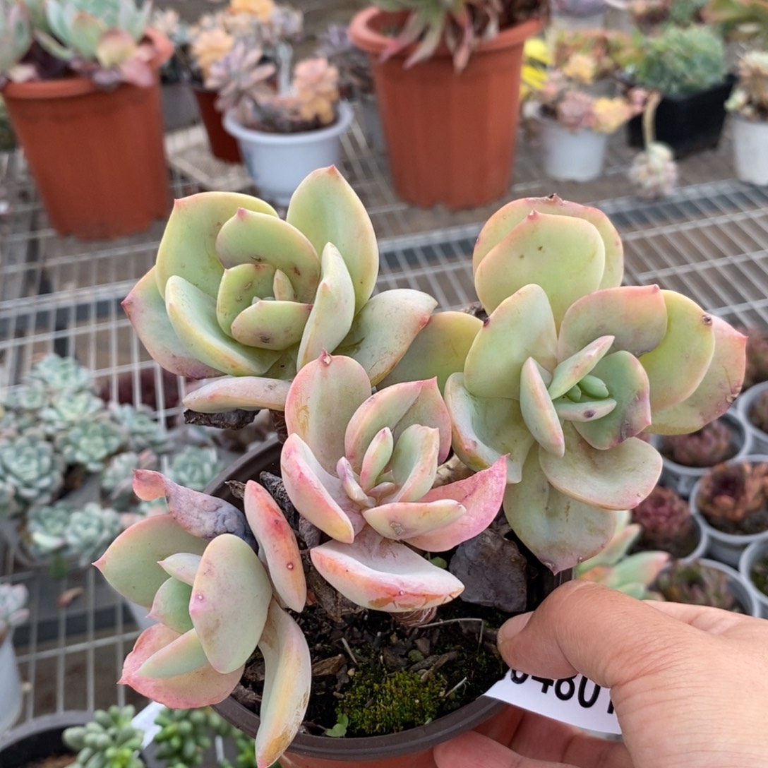 4801白雪公主一物一拍