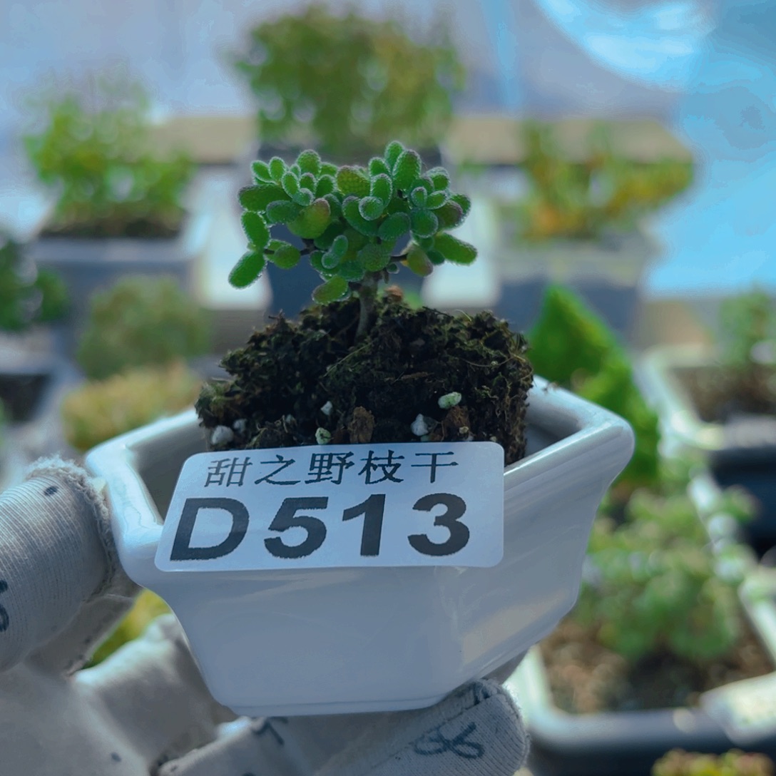 ?****好带盆蜜叶513。          