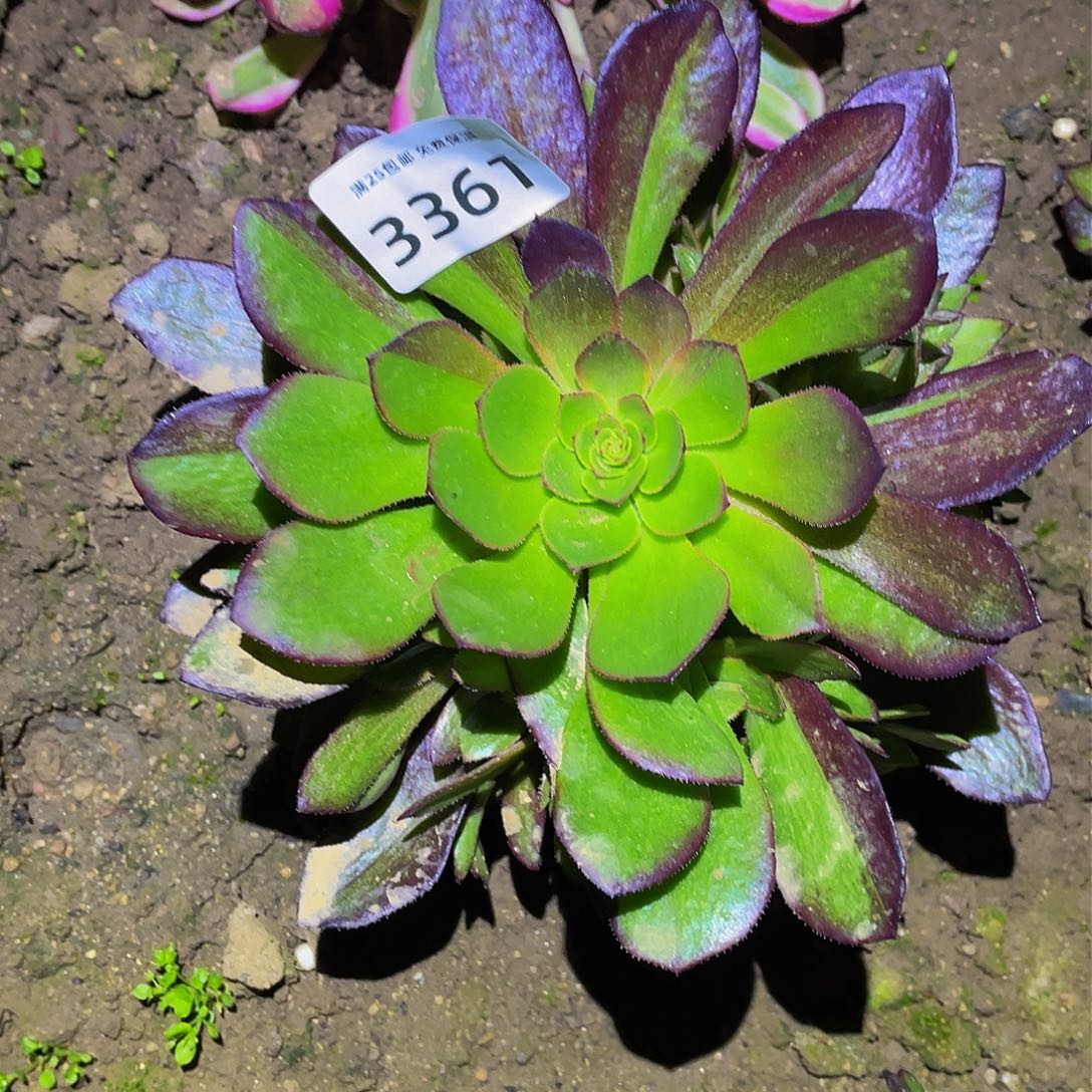 3361花无缺多肉植物