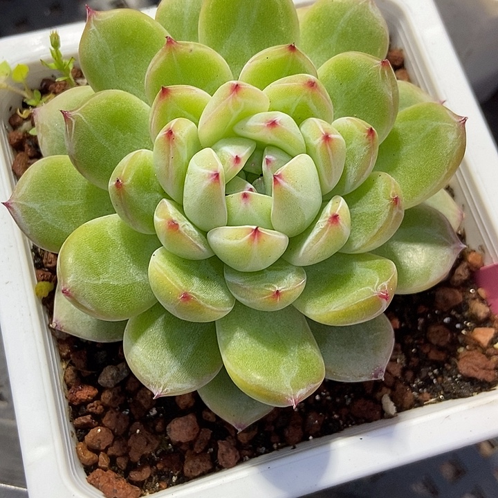 多肉植物雪花180多肉