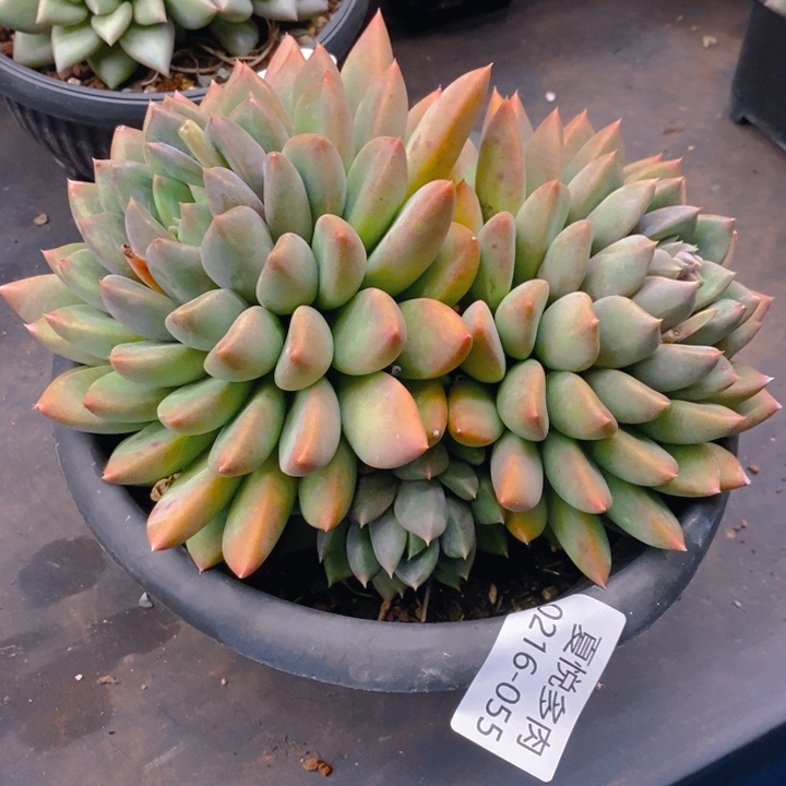 夏悦多肉0216-55象牙