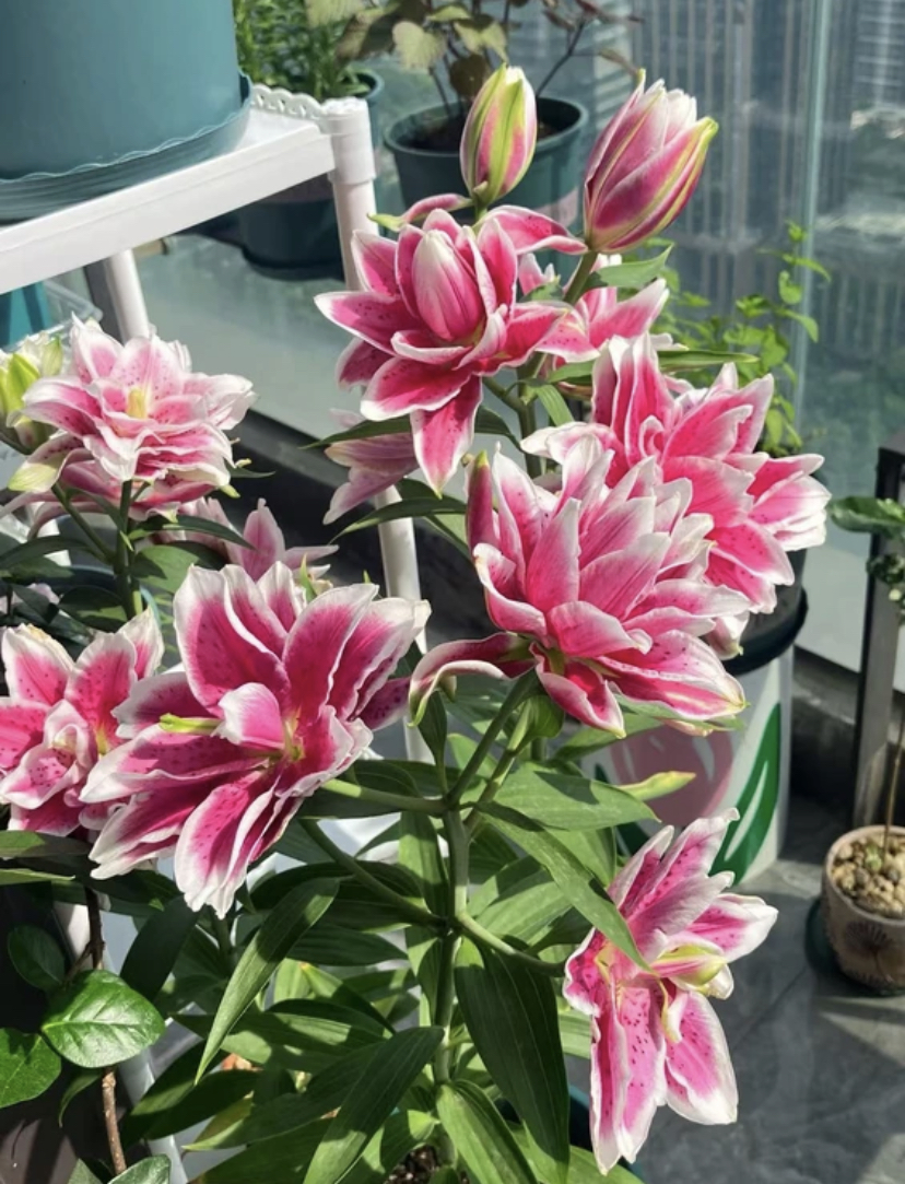 大花百合种球香水百合花卉盆栽发货