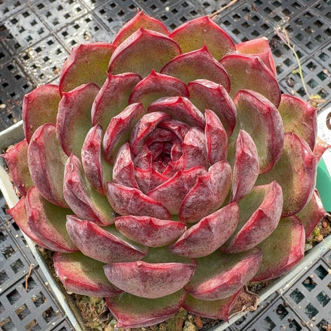 从前慢多肉精选编号1203.