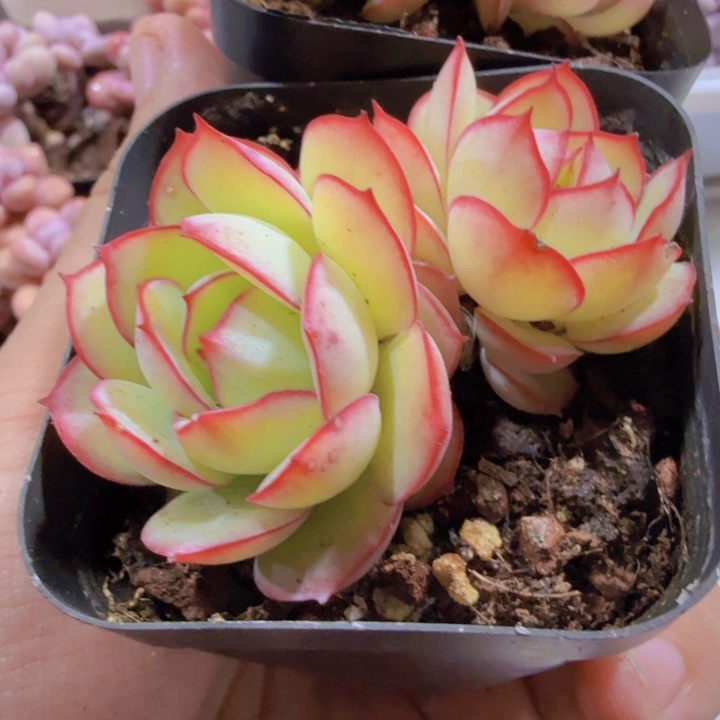 双头牡丹亭一颗韩版