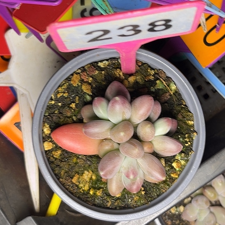 黄***秀多肉植物欧若拉238