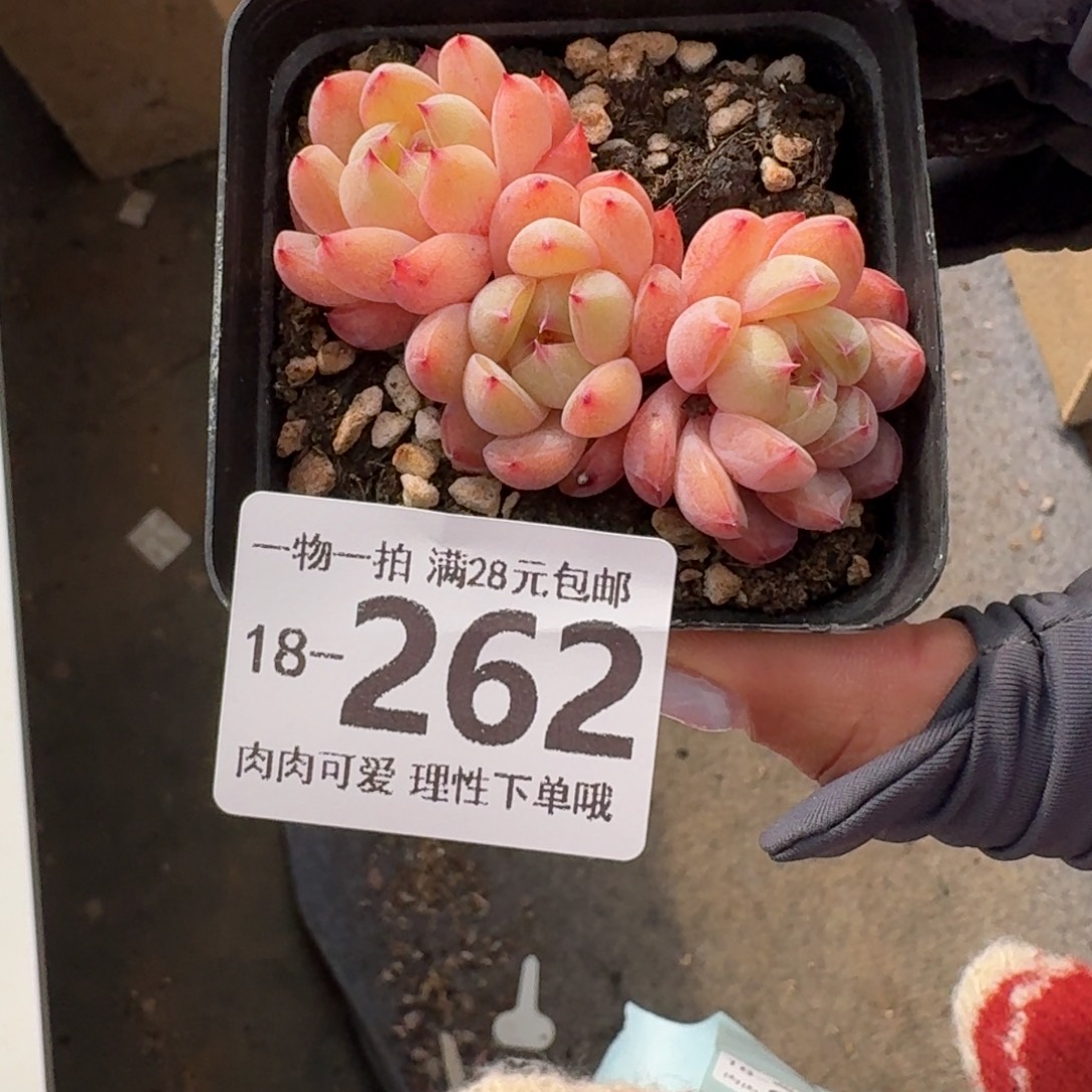 糖爪无盆土发货无