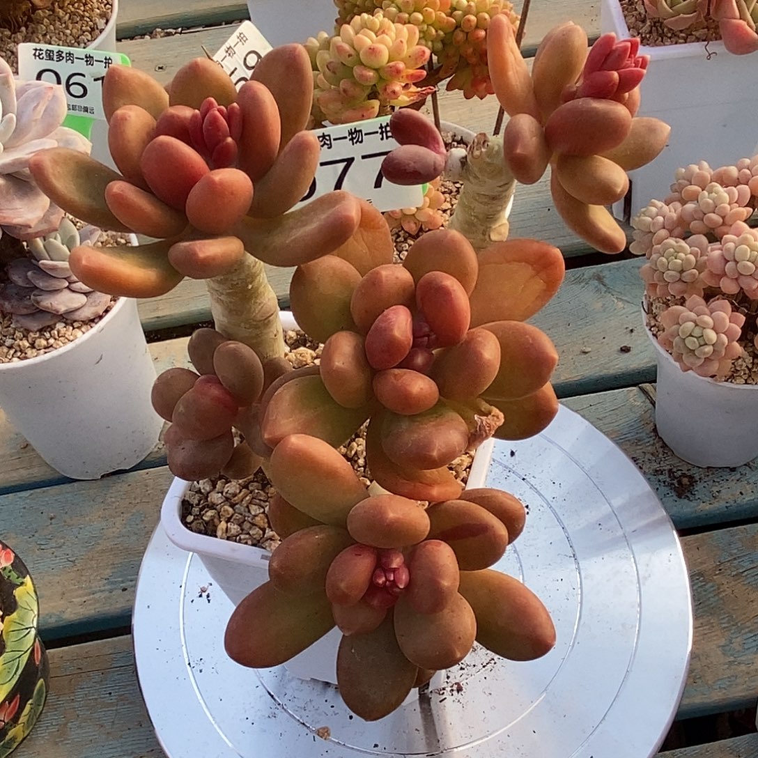 事***倍花玺多肉植物0077