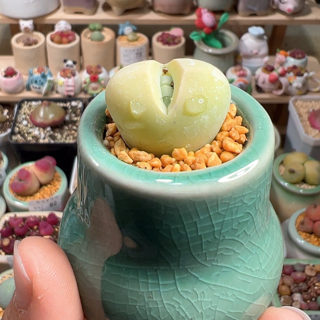 多肉植物109号春桃