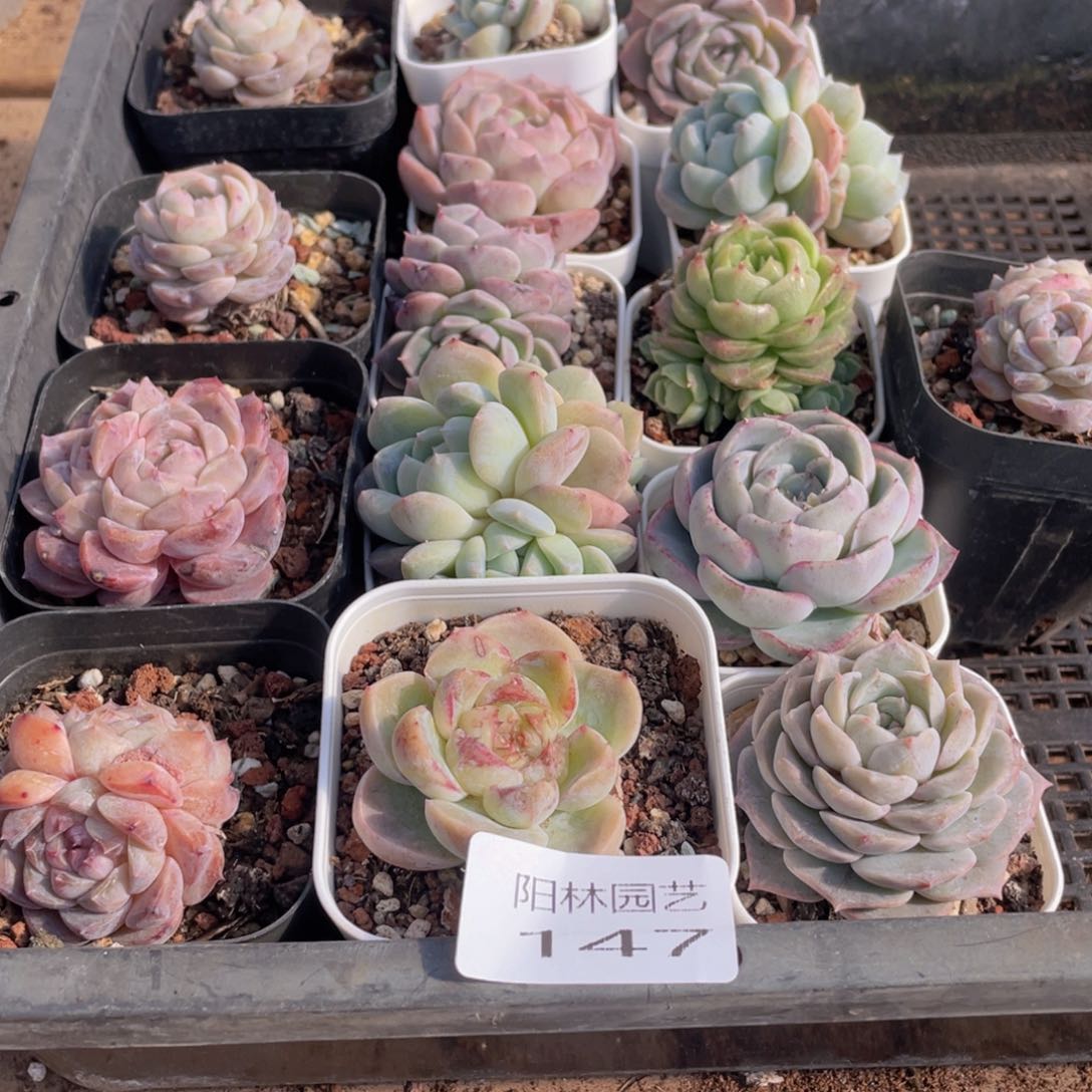 多肉植物多肉植物147
