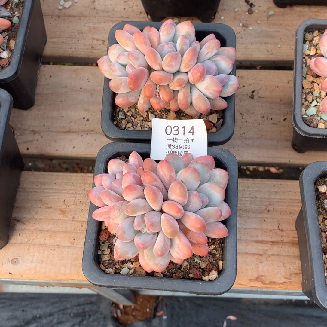 9.8厘米三头香水多肉0314