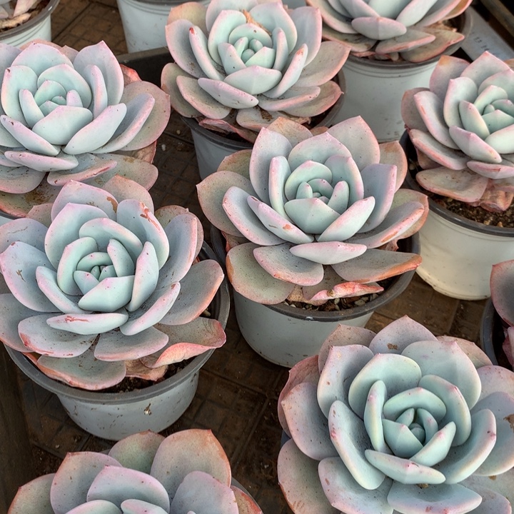 韩版奶茶多肉植物两单包邮