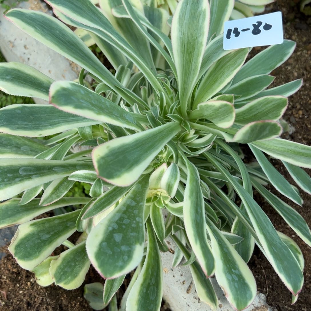 80保时多肉一颗 18