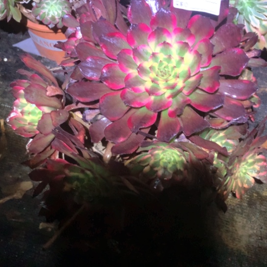 多肉植物烟花846