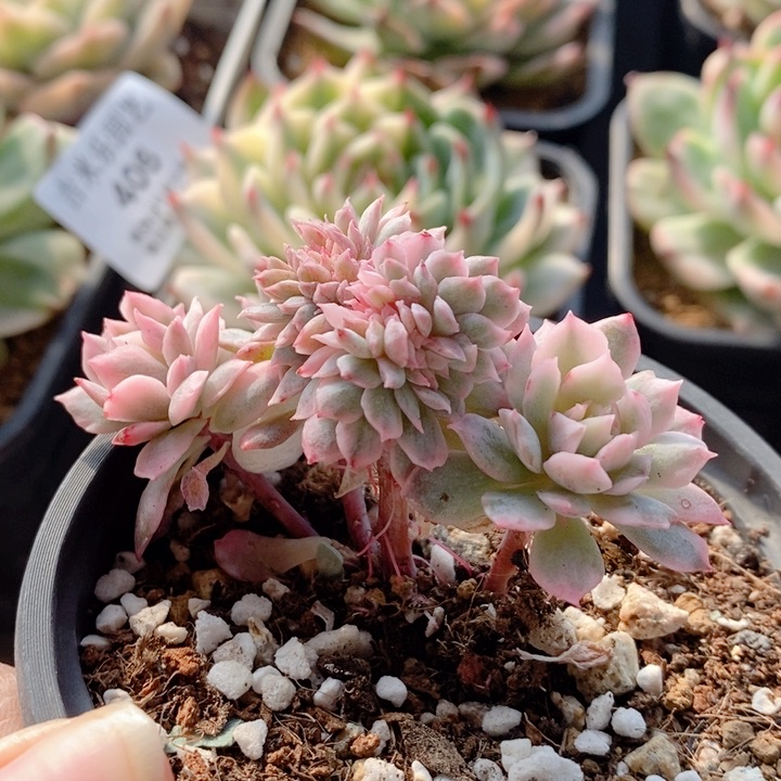 火焰杯缀化锦多肉植物