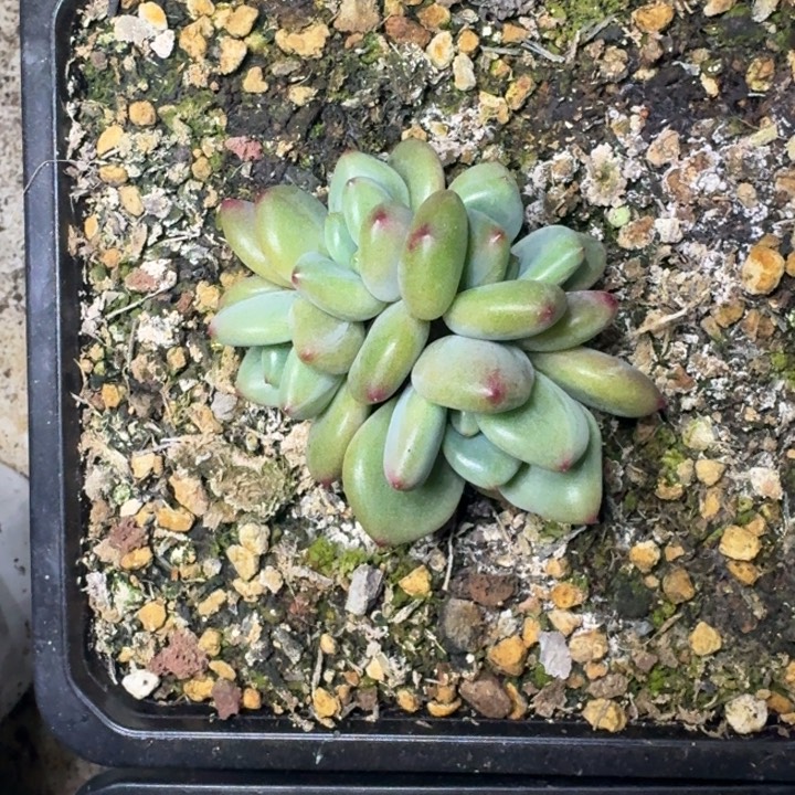 橘落 4头  一物一拍