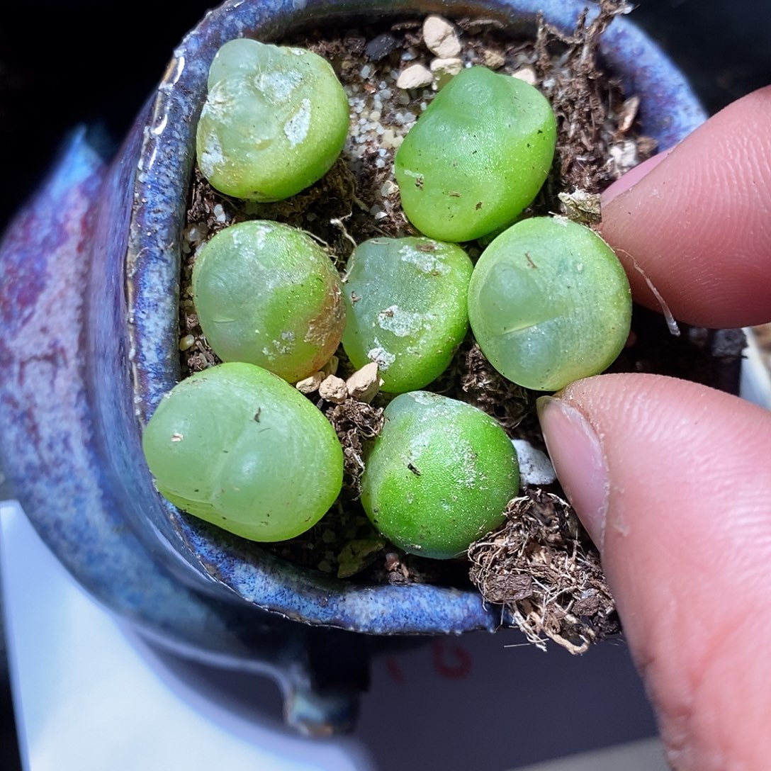 22340。 一颗瑕疵紫皮拉登。  