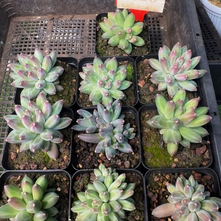 320多肉植物一物一拍