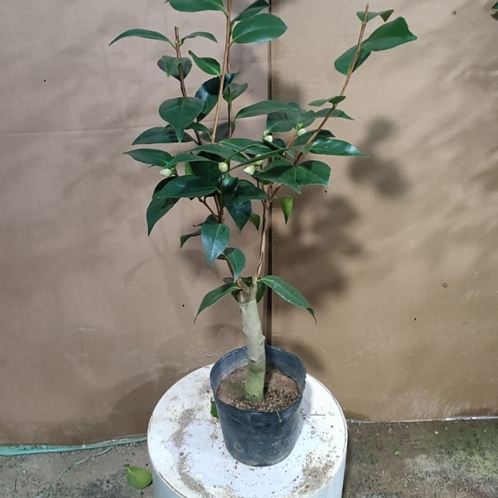 67白五，原盆原土，不包邮