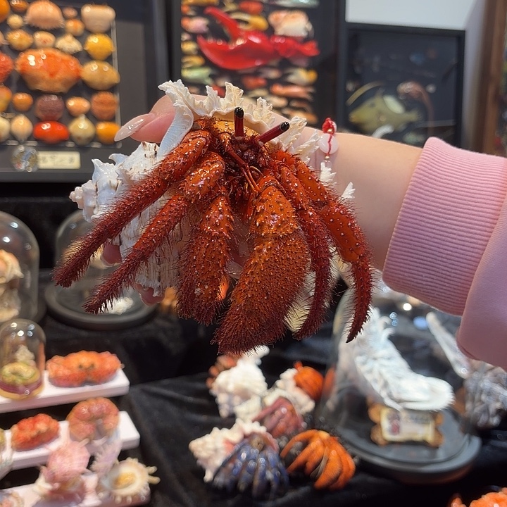 真实超大寄居蟹标本