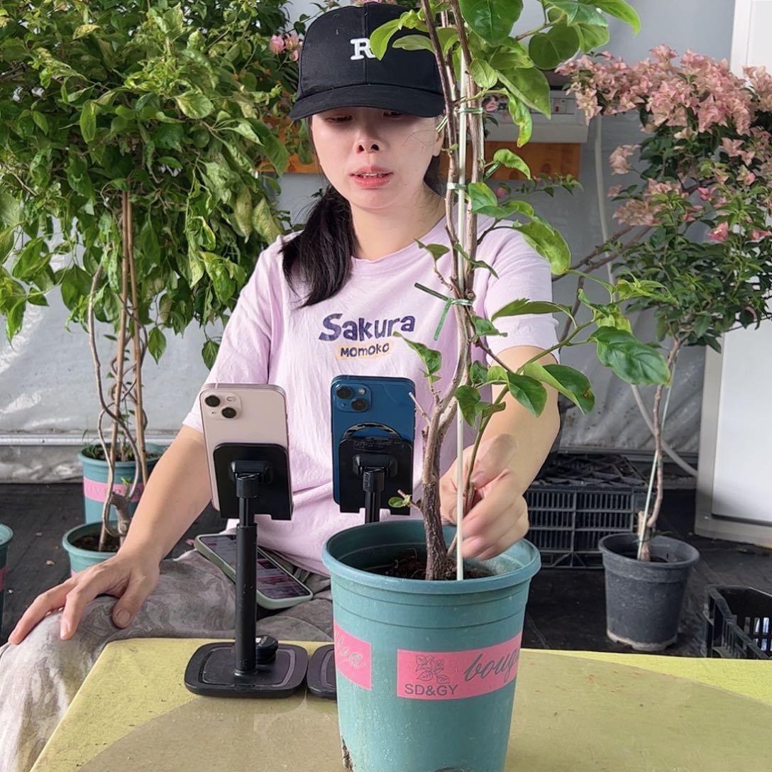 蓝天使带竹一颗三角梅