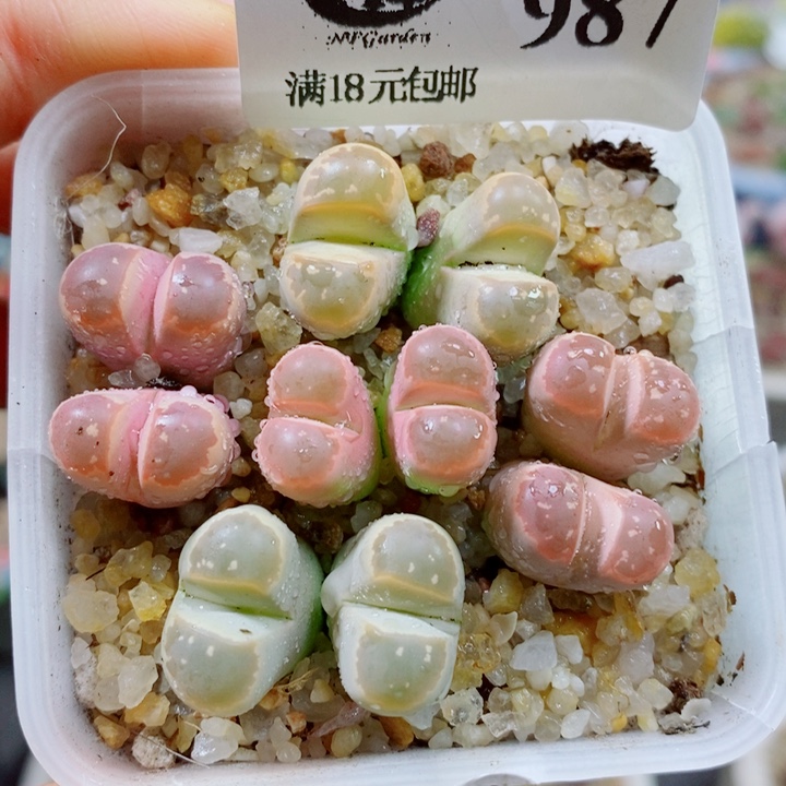 生石花花哈哈哈哈987