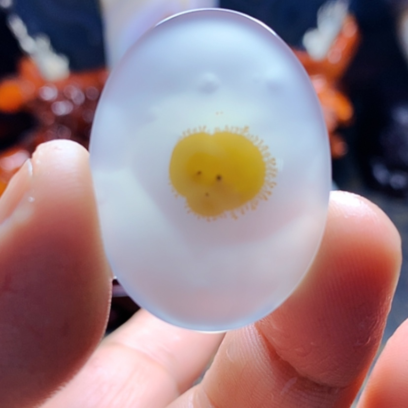 【闪购商品】玛瑙/玉髓颈饰未镶嵌