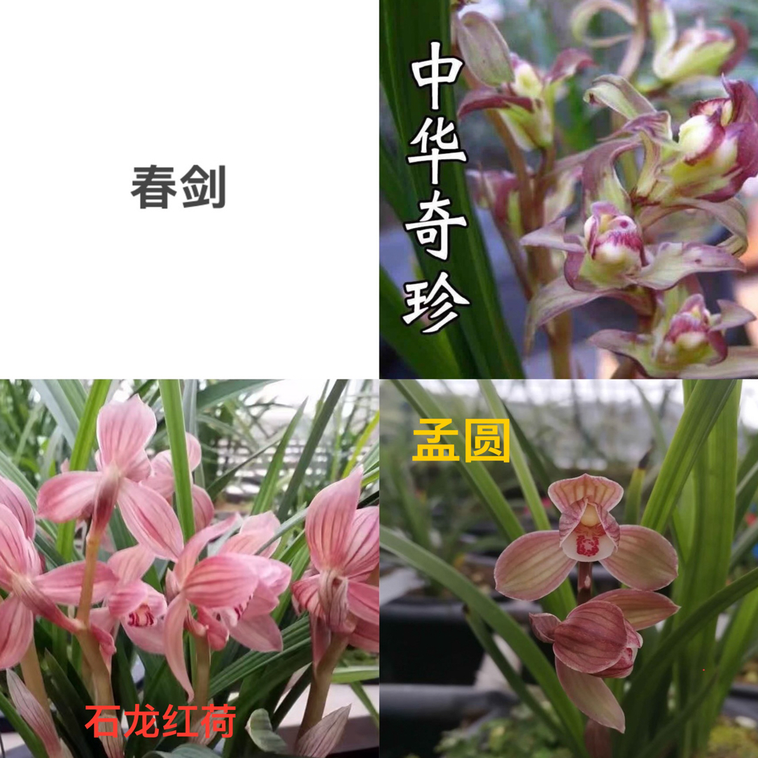 无忧兰苑春剑组合链接