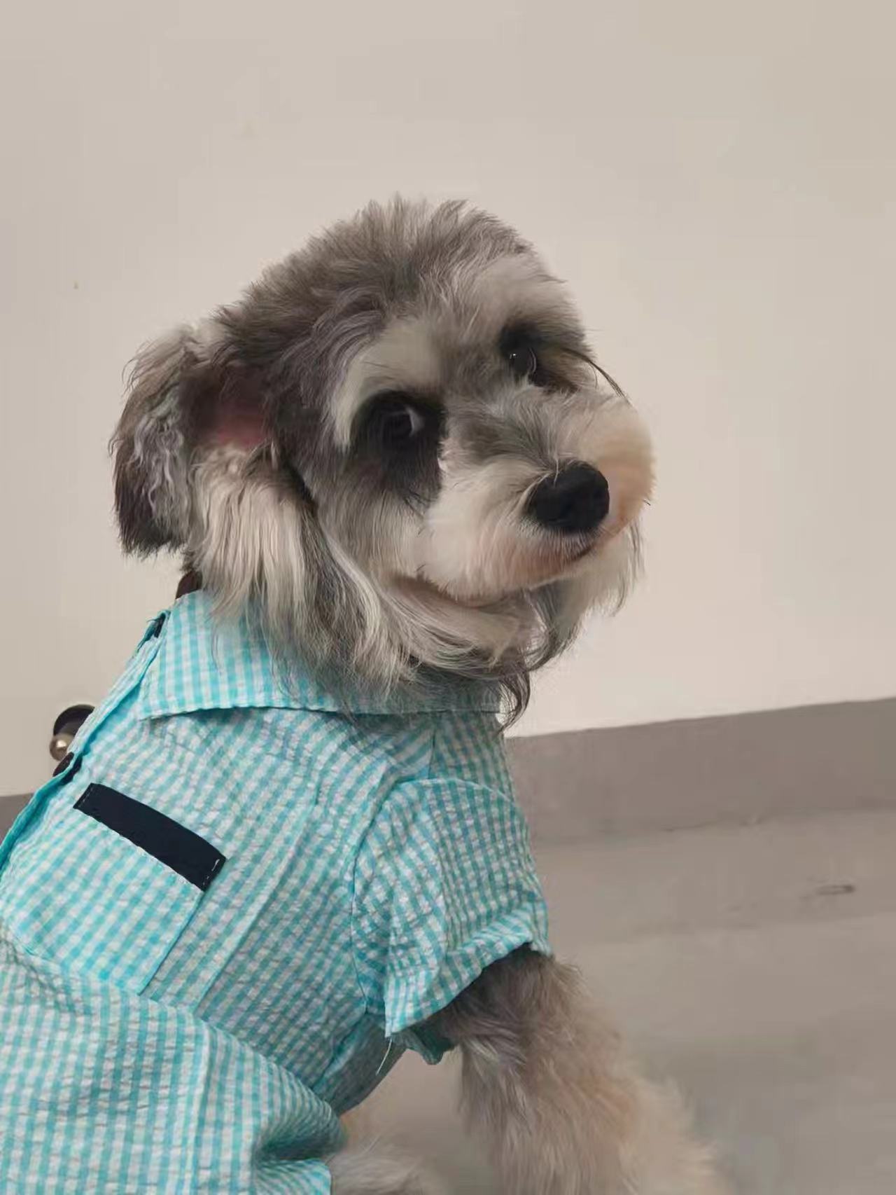 宠物服饰 NO退NO换 