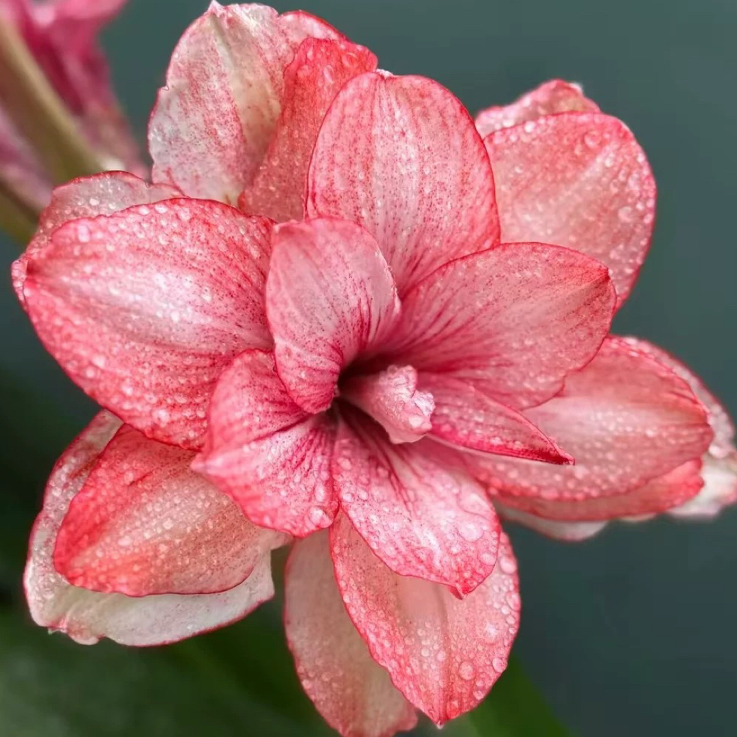 秋意浓朱顶红种球自然球当年开花