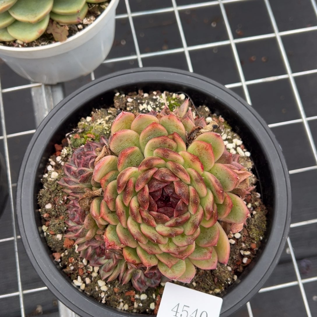 意****发4540肉肉肉肉肉肉