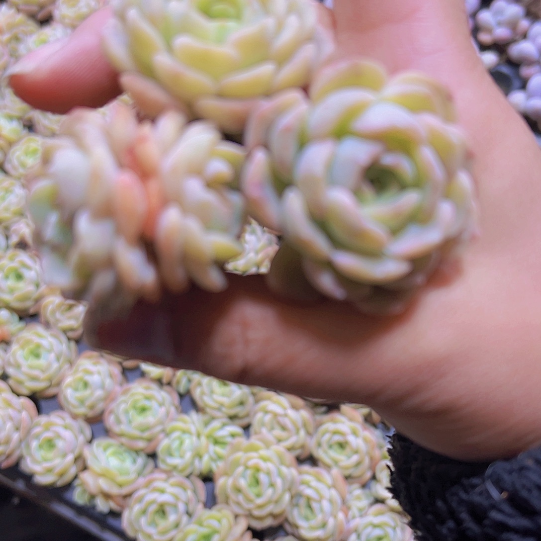 容晶5个19包邮多肉植物