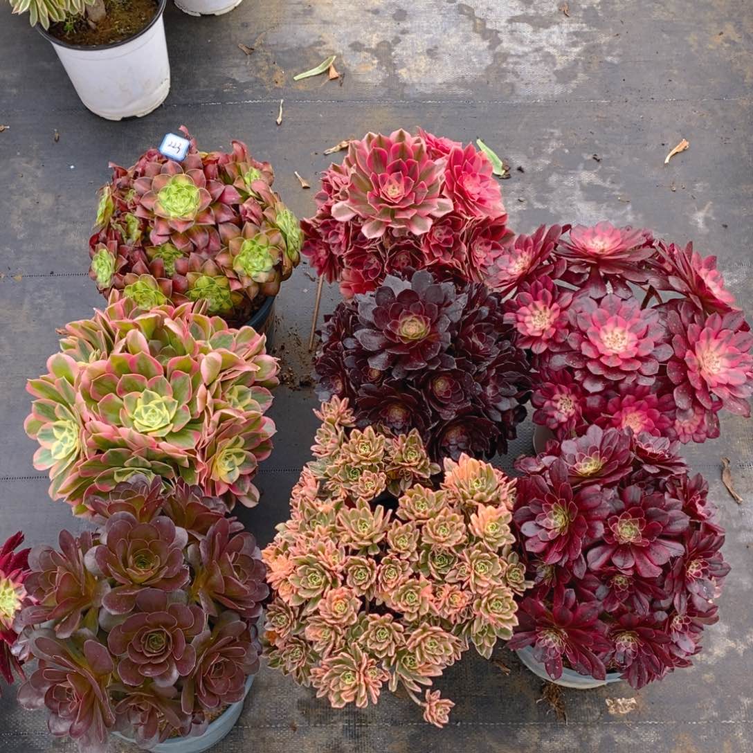 223甜茶多肉法师